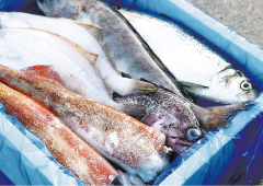 石巻の魚の旨さを日本中に、世界中に。